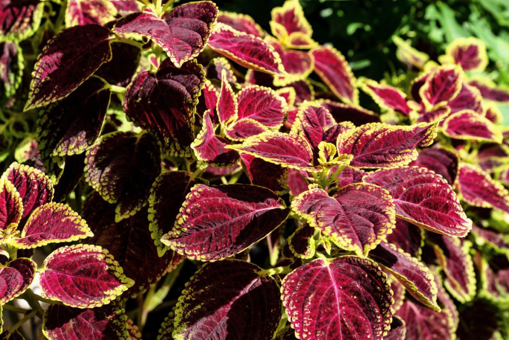 Coleus forskohlii